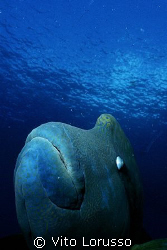 Fishs - Cheilinus undulatus by Vito Lorusso 